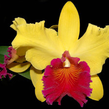 Схема вышивки «Каттлея»