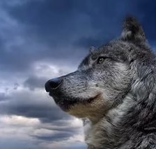 Схема вышивки «Волк»