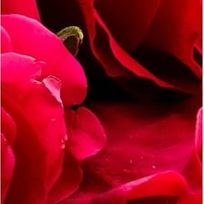 Схема вышивки «Розы Часть 3»