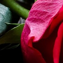 Розы Часть 1