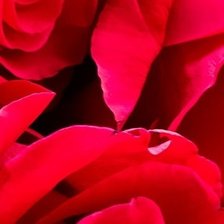 Схема вышивки «Розы Часть 4»