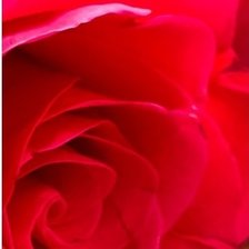 Схема вышивки «Розы Часть 5»