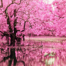 Розовое дерево