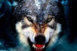 Оскал - животные, волки - оригинал