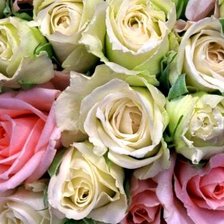 Очарование роз