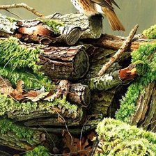 Схема вышивки «№1370476»