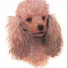 Схема вышивки «пуделяшка»