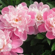 Схема вышивки «пионы»