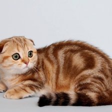 вислоухий кот