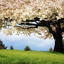 Схема вышивки «000404»