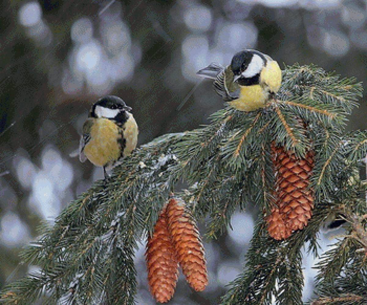 синички - ель, синички, шишки, птицы - предпросмотр