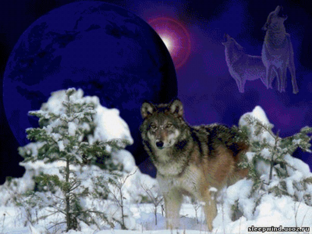 Волк - животные, волки - предпросмотр