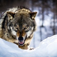 Схема вышивки «Оскал»