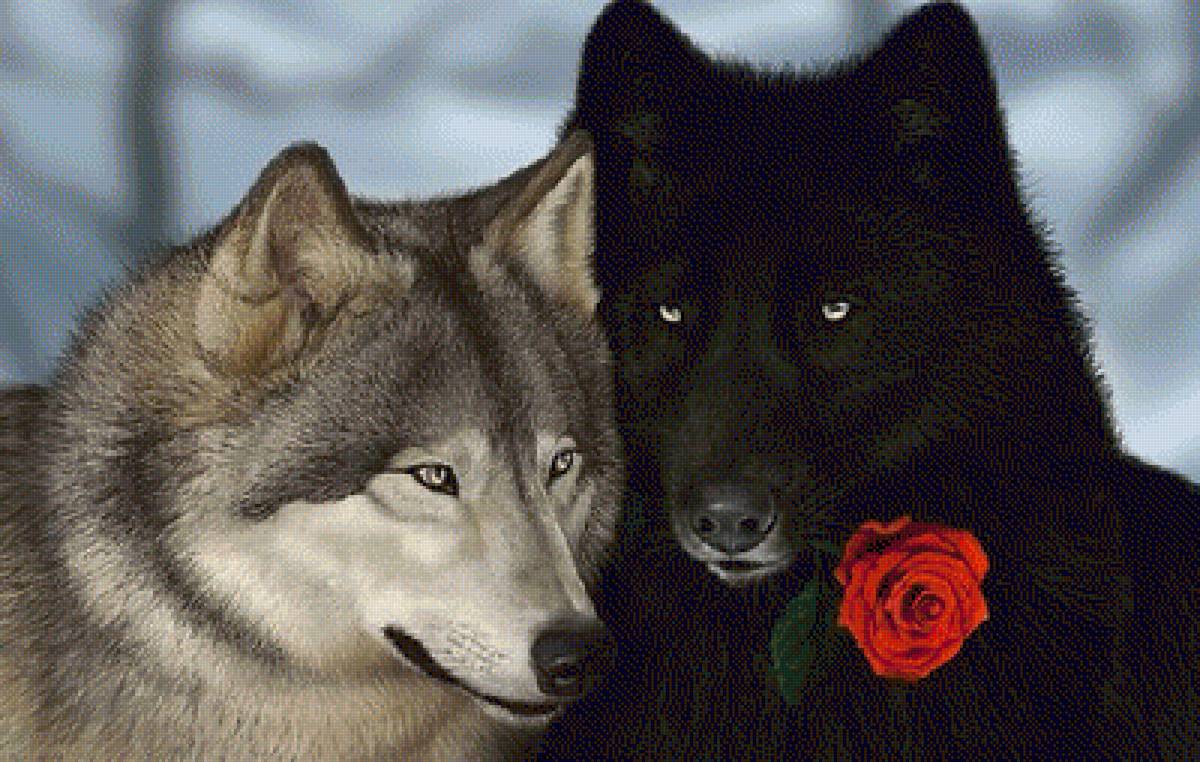 Пара волков - волки, животные - предпросмотр