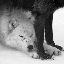 Схема вышивки «Волчья Верность»