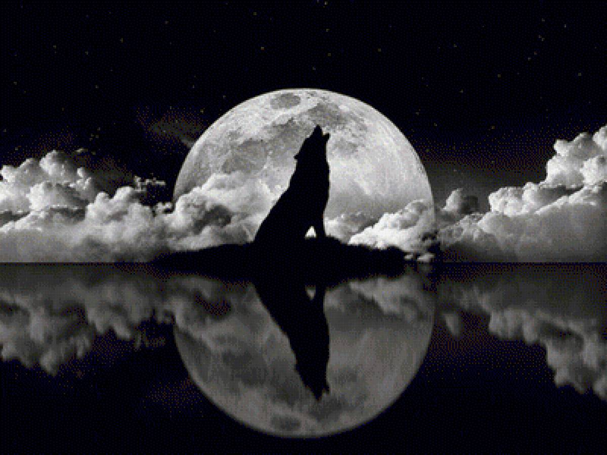 Волчий вой - животные, волки - предпросмотр