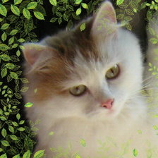 Схема вышивки «Котенок в листве»