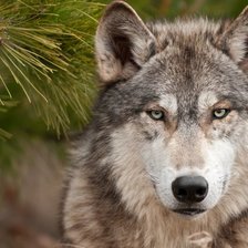 Схема вышивки «Хищник»