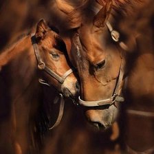 Схема вышивки «Нежность»