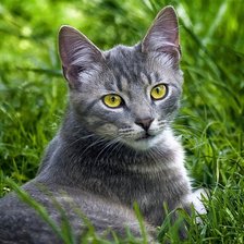 Схема вышивки «Взгляд»