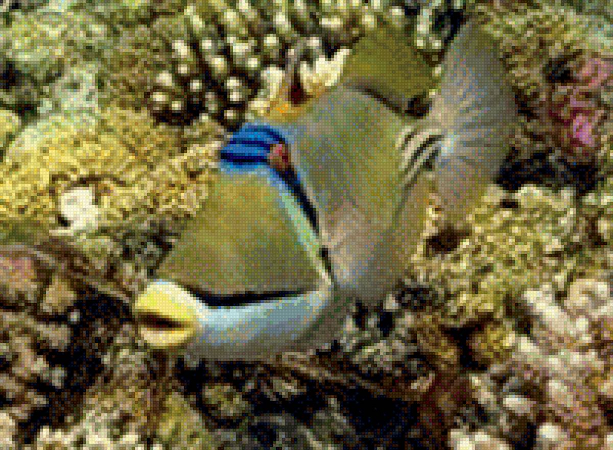 Подводный мир - рыбка, подводный мир - предпросмотр