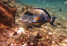 Схема вышивки «Подводный мир»