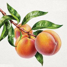 Схема вышивки «персики»