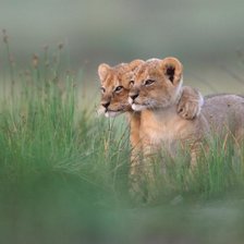 Схема вышивки «№1374611»