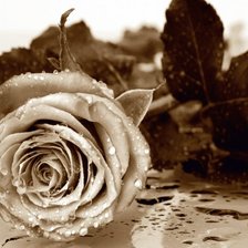 Схема вышивки «№1375800»