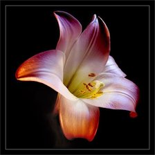 Схема вышивки «№1376038»