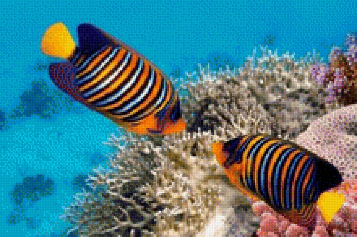 Красивые рыбки - рыбки, подводный мир - предпросмотр