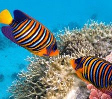 Схема вышивки «Красивые рыбки»