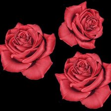 Схема вышивки «розы»