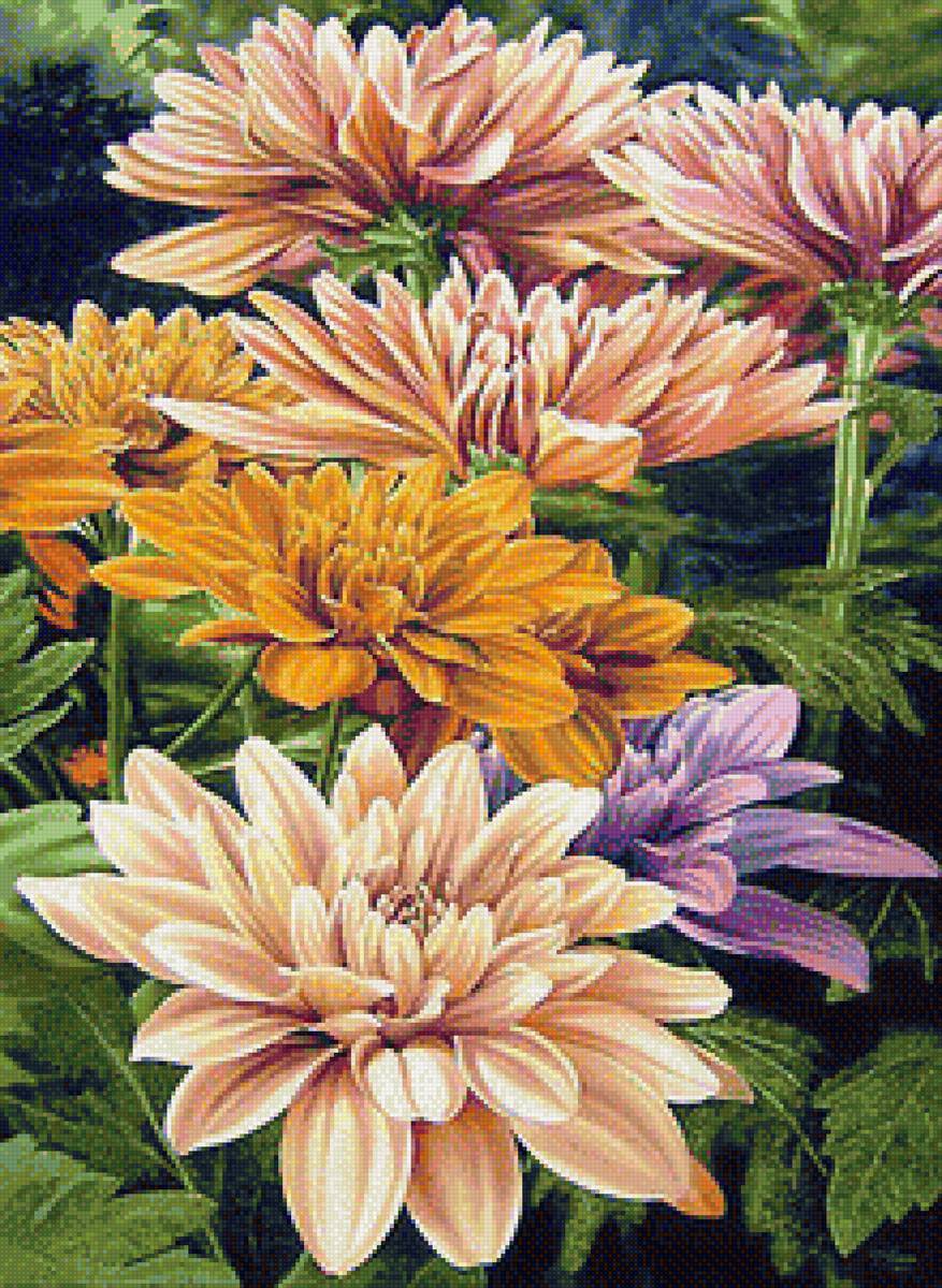 Желтые хризантемы - цветы, хризантемы - предпросмотр