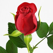 Схема вышивки «№1376747»