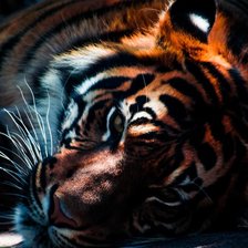 Схема вышивки «Тигр мира»