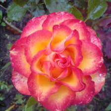 Схема вышивки «№1377571»