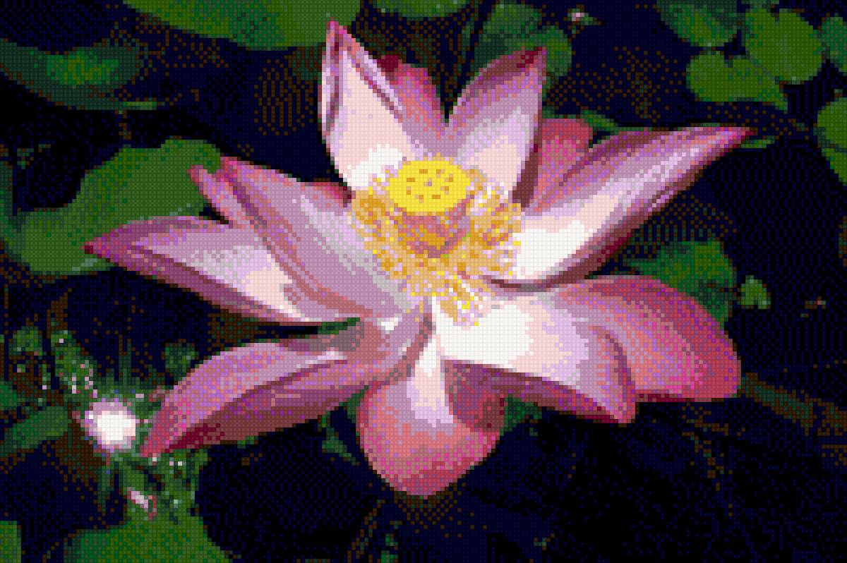 ЛОТОС - красивый - предпросмотр