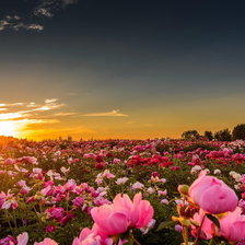Схема вышивки «Пионы в закате»