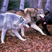 Схема вышивки «Трио»