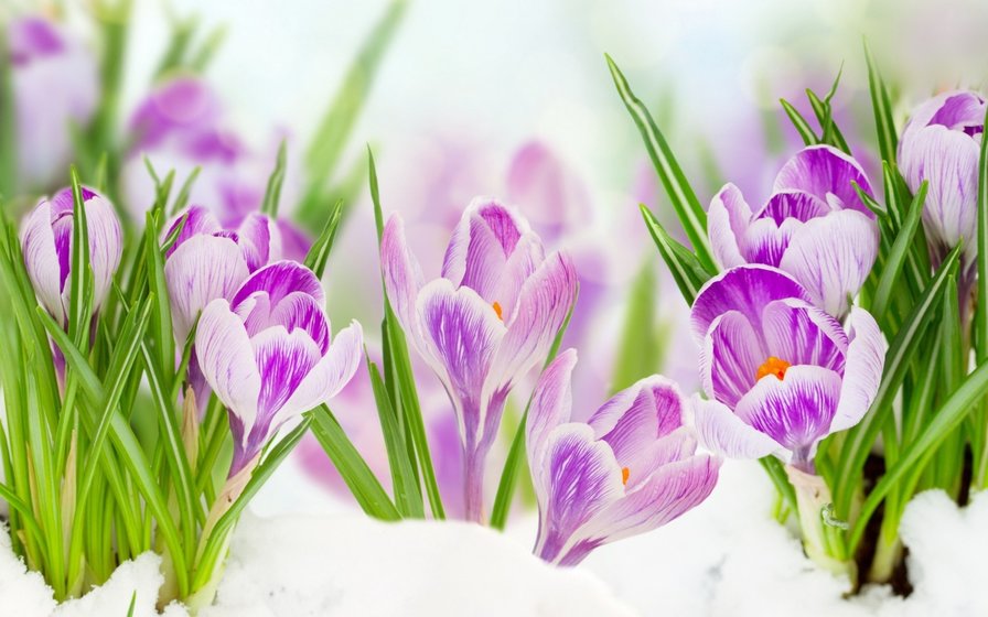 Весенние крокусы - цветы - оригинал