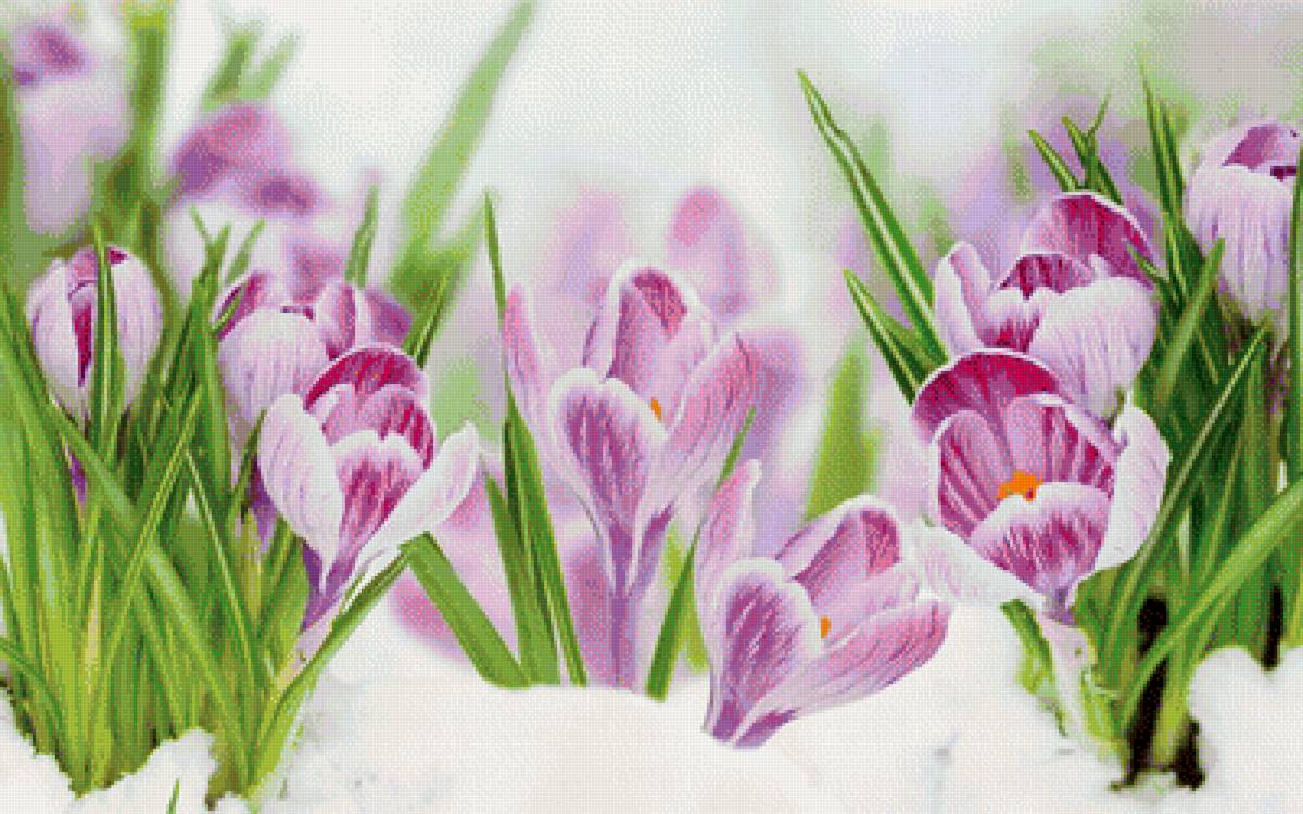 Весенние крокусы - цветы - предпросмотр