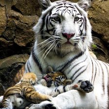 Схема вышивки «белая тигрица с рыжим тигрнком»