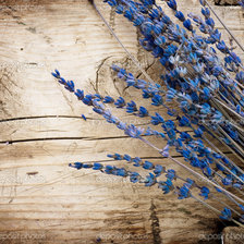 Схема вышивки «лаванда»