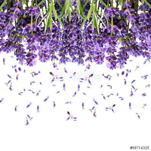 лаванда - цветы - оригинал