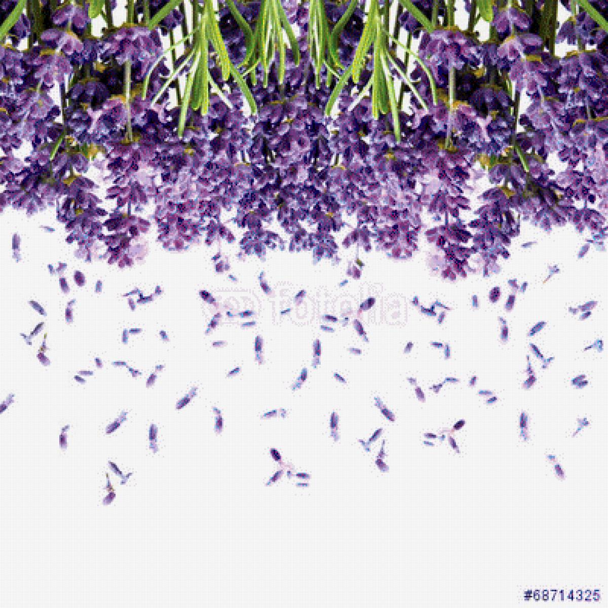 лаванда - цветы - предпросмотр