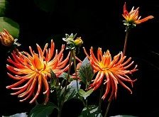 Схема вышивки «георгины»