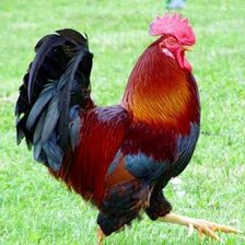 Схема вышивки «петух»