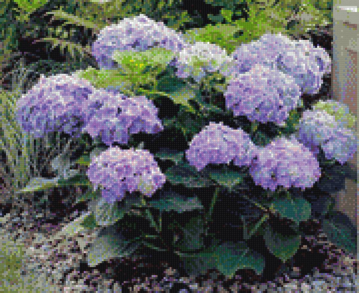 гортензия голубая - цветы - предпросмотр