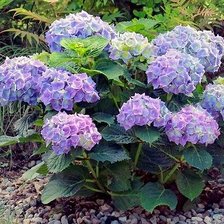 Схема вышивки «гортензия голубая»